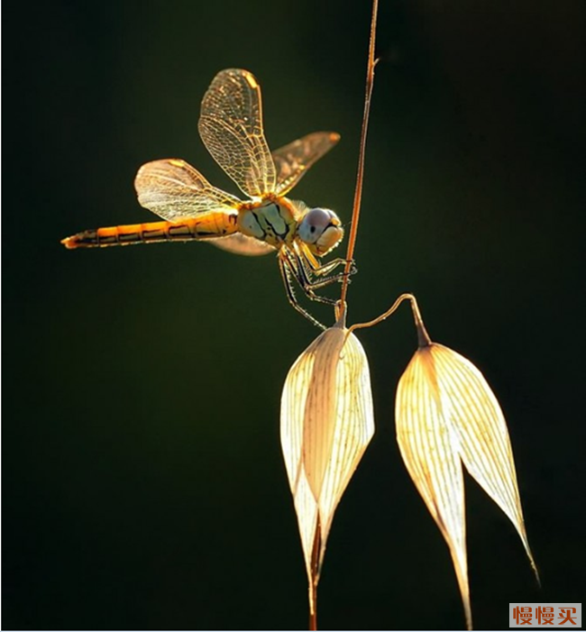 惊叹微距世界的美轮美奂?(2)